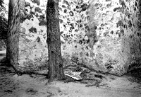 Tree and Wall