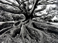 Old Tree
