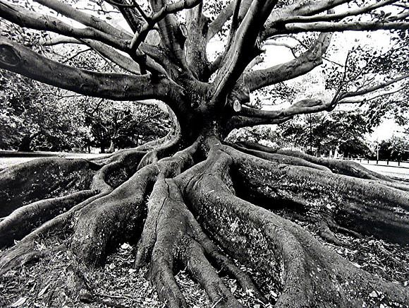Old Tree